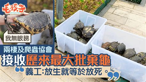 放生龜|關注組義工5個月救100隻放生龜 半數患病不治 籲市民。